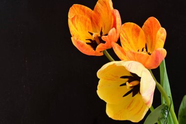 Siyah arka planda üç sarı lale çiçeğini kapatın.