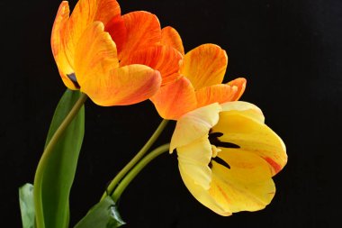 Siyah arka planda üç sarı lale çiçeğini kapatın.