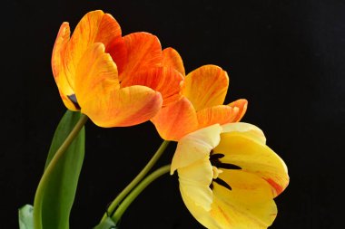 Siyah arka planda üç sarı lale çiçeğini kapatın.