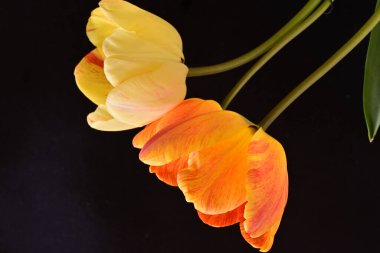 Siyah arka planda üç sarı lale çiçeğini kapatın.