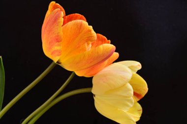 Siyah arka planda üç sarı lale çiçeğini kapatın.