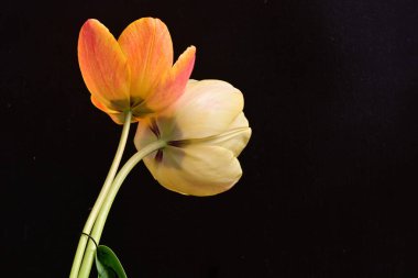 Siyah arka planda iki sarı lale çiçeğini kapatın.