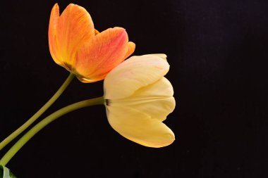 Siyah arka planda iki sarı lale çiçeğini kapatın.