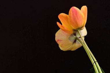 Siyah arka planda iki sarı lale çiçeğini kapatın.