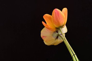 Siyah arka planda iki sarı lale çiçeğini kapatın.