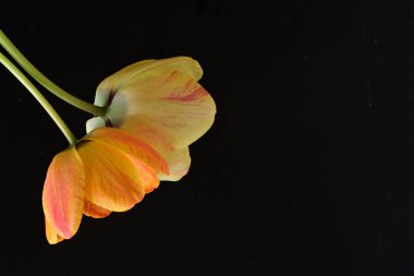 Siyah arka planda iki sarı lale çiçeğini kapatın.