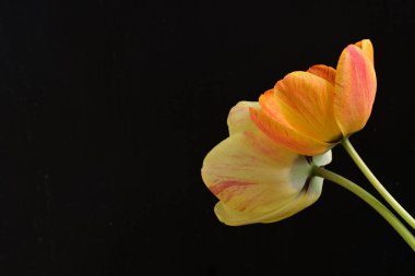 Siyah arka planda iki sarı lale çiçeğini kapatın.