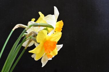 Siyah arka planda güzel nergis çiçekleri