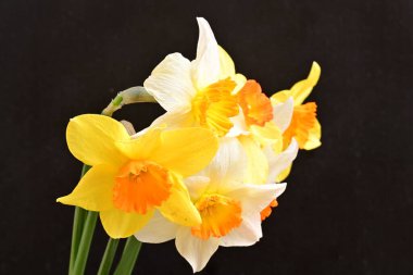 Siyah arka planda güzel nergis çiçekleri