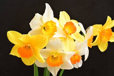 Siyah arka planda güzel nergis çiçekleri