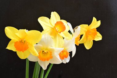 Siyah arka planda güzel nergis çiçekleri