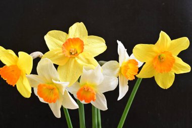 Siyah arka planda güzel nergis çiçekleri