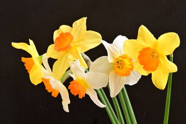 Siyah arka planda güzel nergis çiçekleri