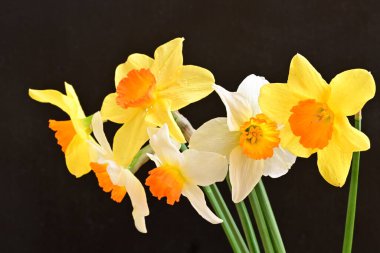 Siyah arka planda güzel nergis çiçekleri