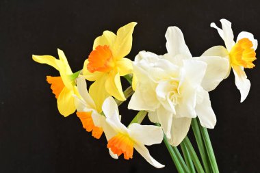 Siyah arka planda güzel nergis çiçekleri