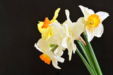 Siyah arka planda güzel nergis çiçekleri