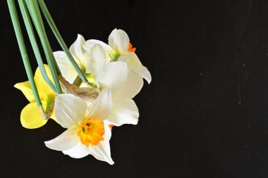 Siyah arka planda güzel nergis çiçekleri