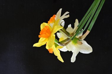 Siyah arka planda güzel nergis çiçekleri