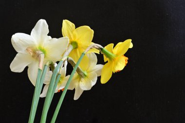 Siyah arka planda güzel nergis çiçekleri