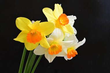 Siyah arka planda güzel nergis çiçekleri