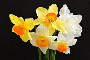 Siyah arka planda güzel nergis çiçekleri