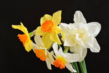 Siyah arka planda güzel nergis çiçekleri