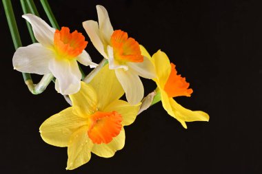 Siyah arka planda güzel nergis çiçekleri