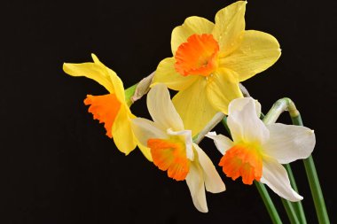 Siyah arka planda güzel nergis çiçekleri