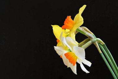 Siyah arka planda güzel nergis çiçekleri