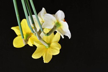 Siyah arka planda güzel nergis çiçekleri