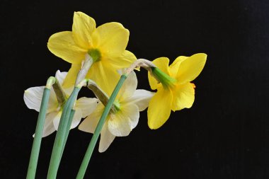 Siyah arka planda güzel nergis çiçekleri