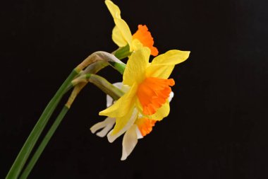 Siyah arka planda güzel nergis çiçekleri