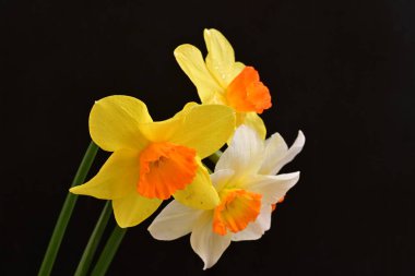 Siyah arka planda güzel nergis çiçekleri