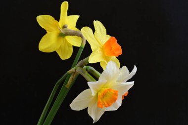 Siyah arka planda güzel nergis çiçekleri