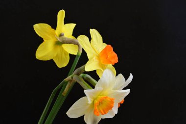 Siyah arka planda güzel nergis çiçekleri