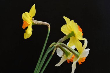 Siyah arka planda güzel nergis çiçekleri