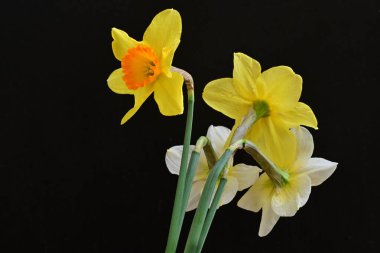 Siyah arka planda güzel nergis çiçekleri