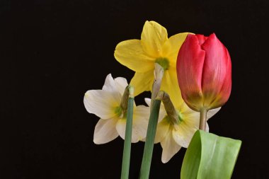 Lale ve narsist bahar çiçekleri siyah arkaplanı kapatır 