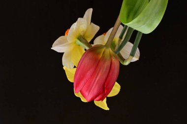 Lale ve narsist bahar çiçekleri siyah arkaplanı kapatır 