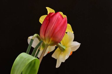 Lale ve narsist bahar çiçekleri siyah arkaplanı kapatır 