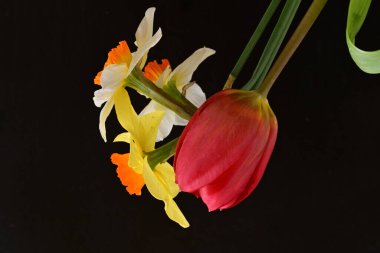 Lale ve narsist bahar çiçekleri siyah arkaplanı kapatır 