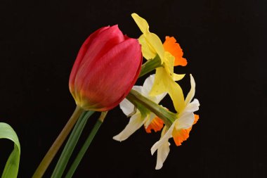 Lale ve narsist bahar çiçekleri siyah arkaplanı kapatır 