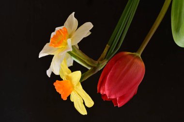 Lale ve narsist bahar çiçekleri siyah arkaplanı kapatır 