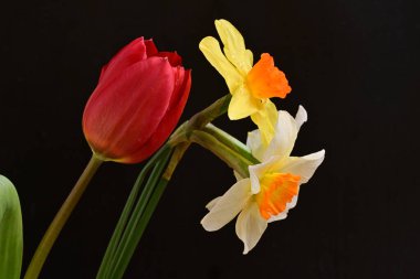 Lale ve narsist bahar çiçekleri siyah arkaplanı kapatır 
