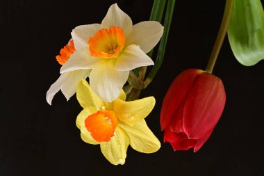 Lale ve narsist bahar çiçekleri siyah arkaplanı kapatır 