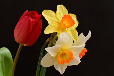 Lale ve narsist bahar çiçekleri siyah arkaplanı kapatır 