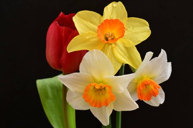 Lale ve narsist bahar çiçekleri siyah arkaplanı kapatır 