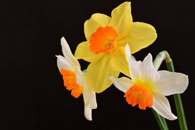 Siyah arka planda güzel nergis çiçekleri