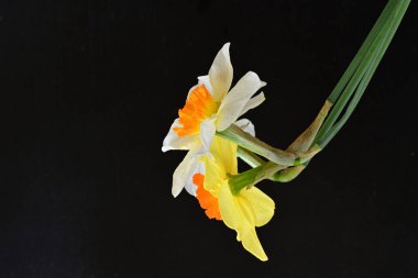 Siyah arka planda güzel nergis çiçekleri