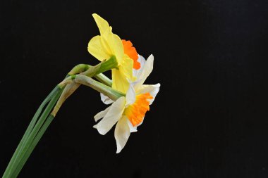 Siyah arka planda güzel nergis çiçekleri